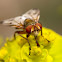 Mosca (Fly)