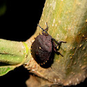 Shield Bug