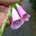 Common Fox Glove
