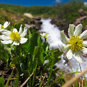 White Marsh Marigold