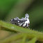 Treehopper