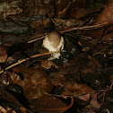 Mushroom on poop