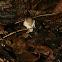 Mushroom on poop