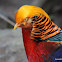 Golden Pheasant