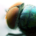 Unknown Fly