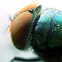Unknown Fly