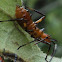 Assassin bug