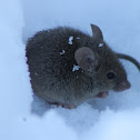 Wood mouse