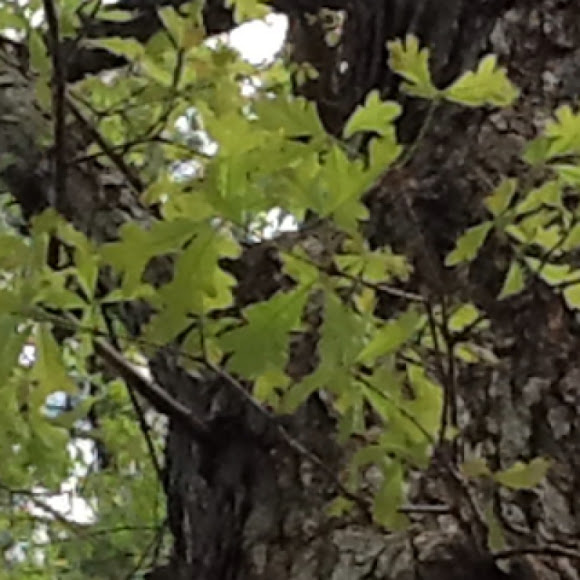 Spotting Image 1