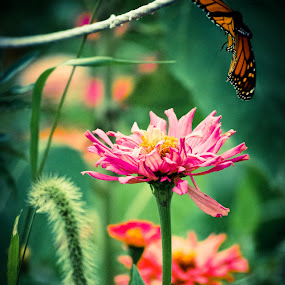 by Kelli Yeagley - Landscape & Nature Flowers & Plants