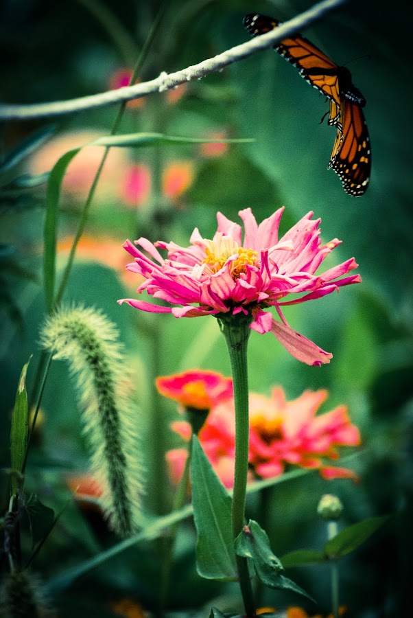 by Kelli Yeagley - Landscape & Nature Flowers & Plants
