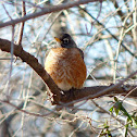 American Robin