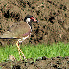 Red-wattled Lapwing
