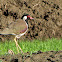 Red-wattled Lapwing