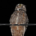Great Horned Owl