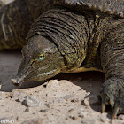 Spiny Softshell Turtle