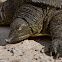 Spiny Softshell Turtle