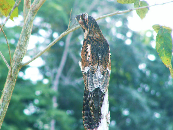 Spotting Image 1