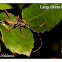 Large Green Longhorn