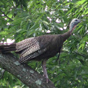 Wild Turkey