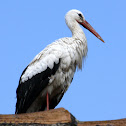 Stork