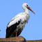 Stork
