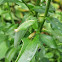 Rhododendron leafhopper