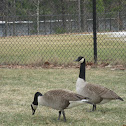 Canada Goose