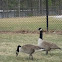 Canada Goose