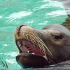 California Sea Lion