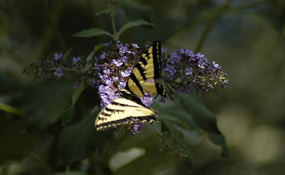 Spotting Image 1
