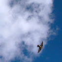 Avión roquero