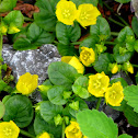 Moneywort