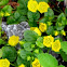 Moneywort