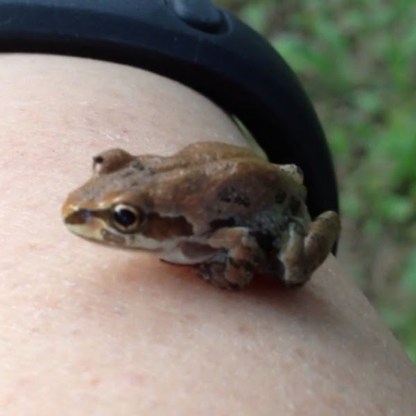 Strecker's chorus frog Project Noah