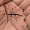 Unidentified insect