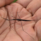 Unidentified insect