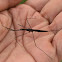 Unidentified insect