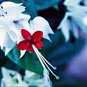 Clerodendrum thomsoniae