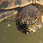 Red Eared Slider