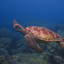 Green Sea Turtle