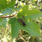 Dainty European Paper Wasp