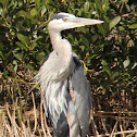 Great Blue Heron