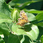 Pearl Crescent