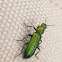 cantárida o mosca española