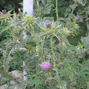 Milk Thistle