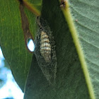 Diamondback moth cocoon