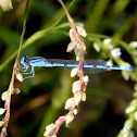 Damselfly