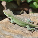 Carolina Anole