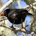 Red-billed buffalo weaver